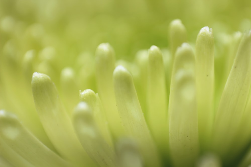 close-up photography of green cluster flower
