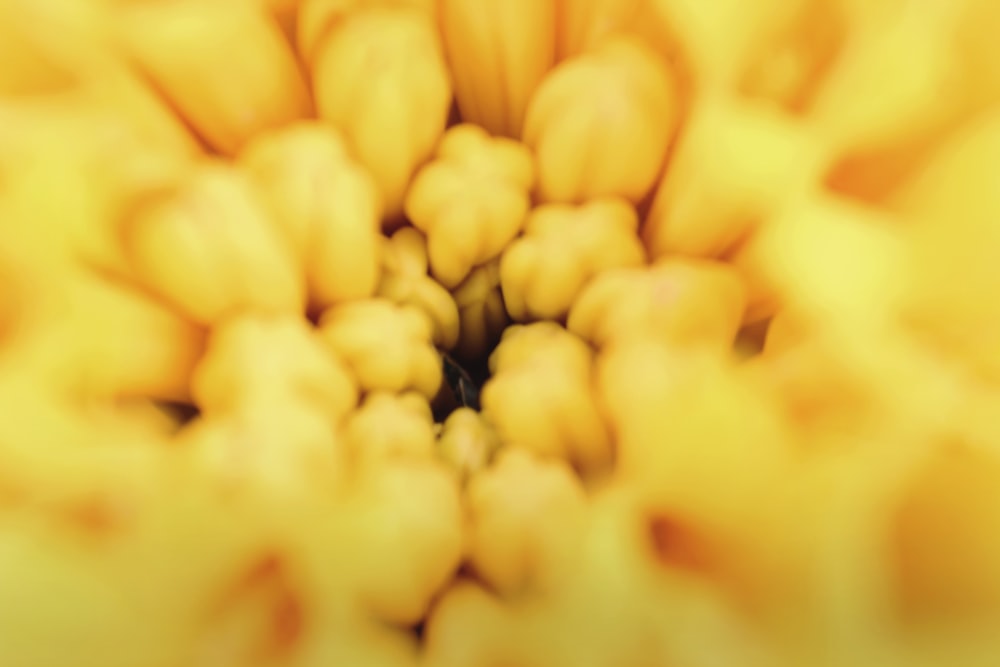 노란 꽃의 근접 촬영