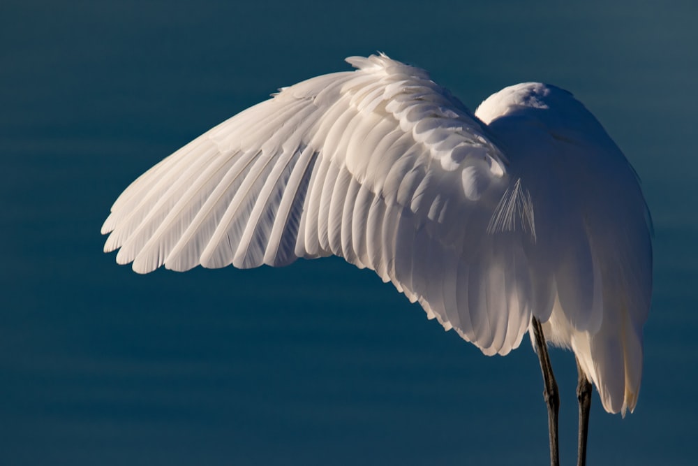 Pájaro blanco en fotografía enfocada