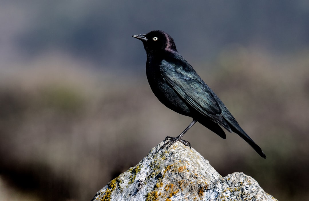 black bird on rock
