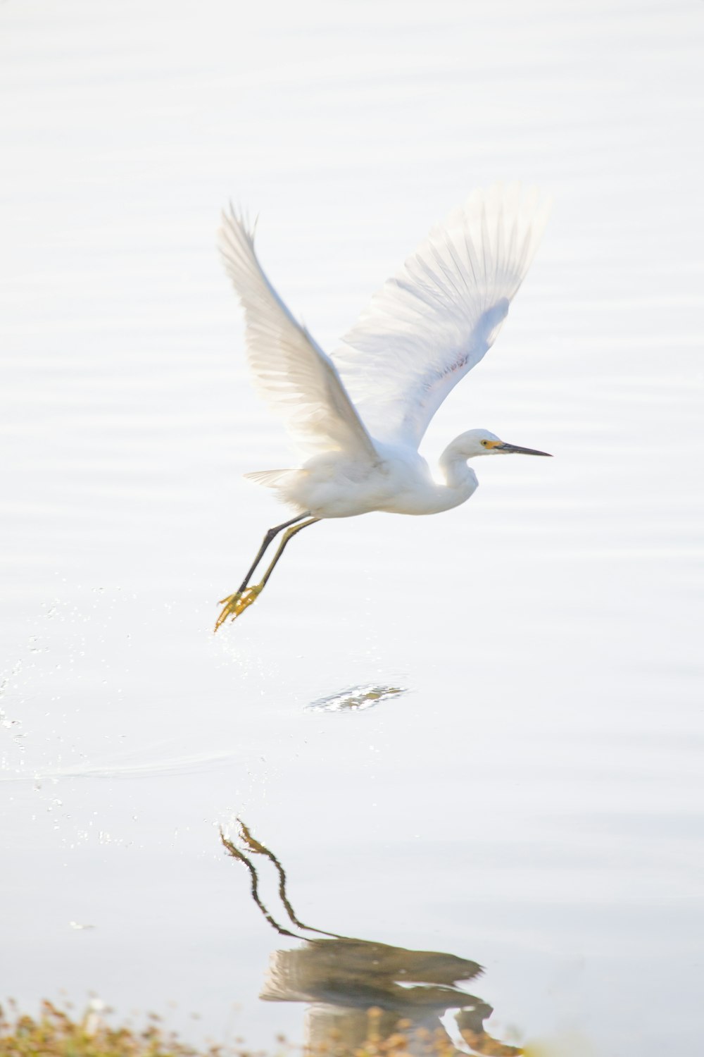 oiseau blanc