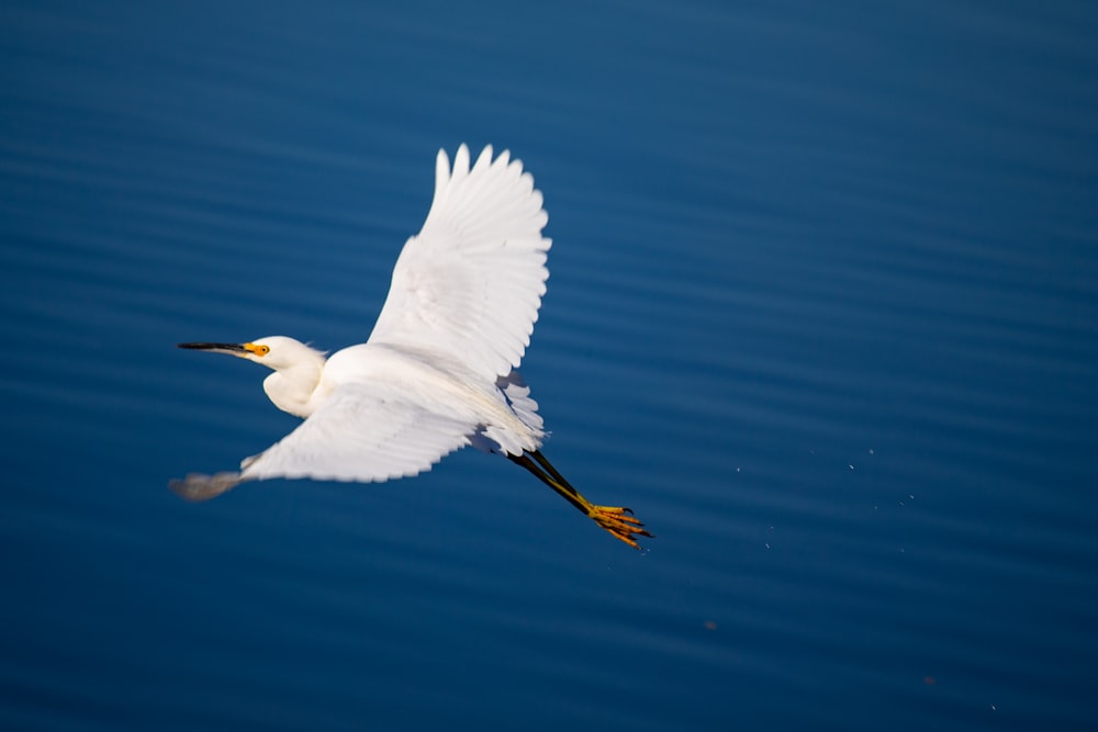 white seagull