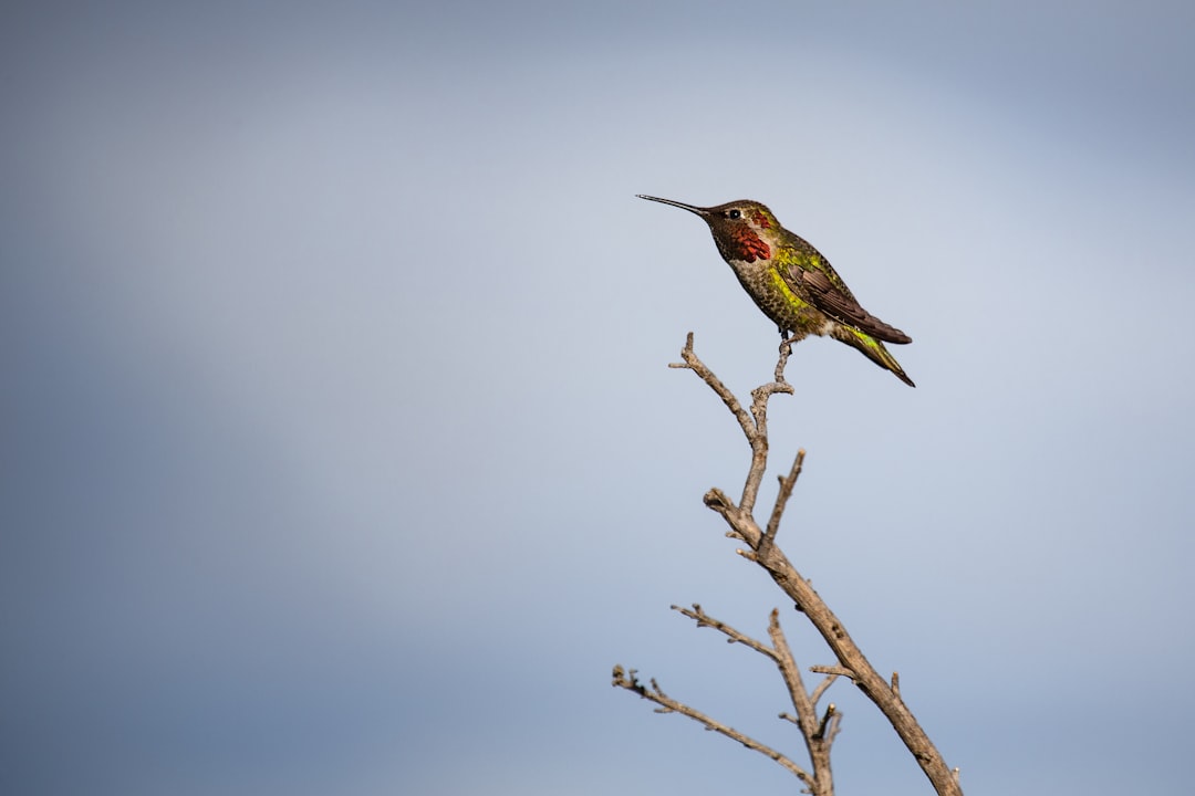 green bird on bare tree