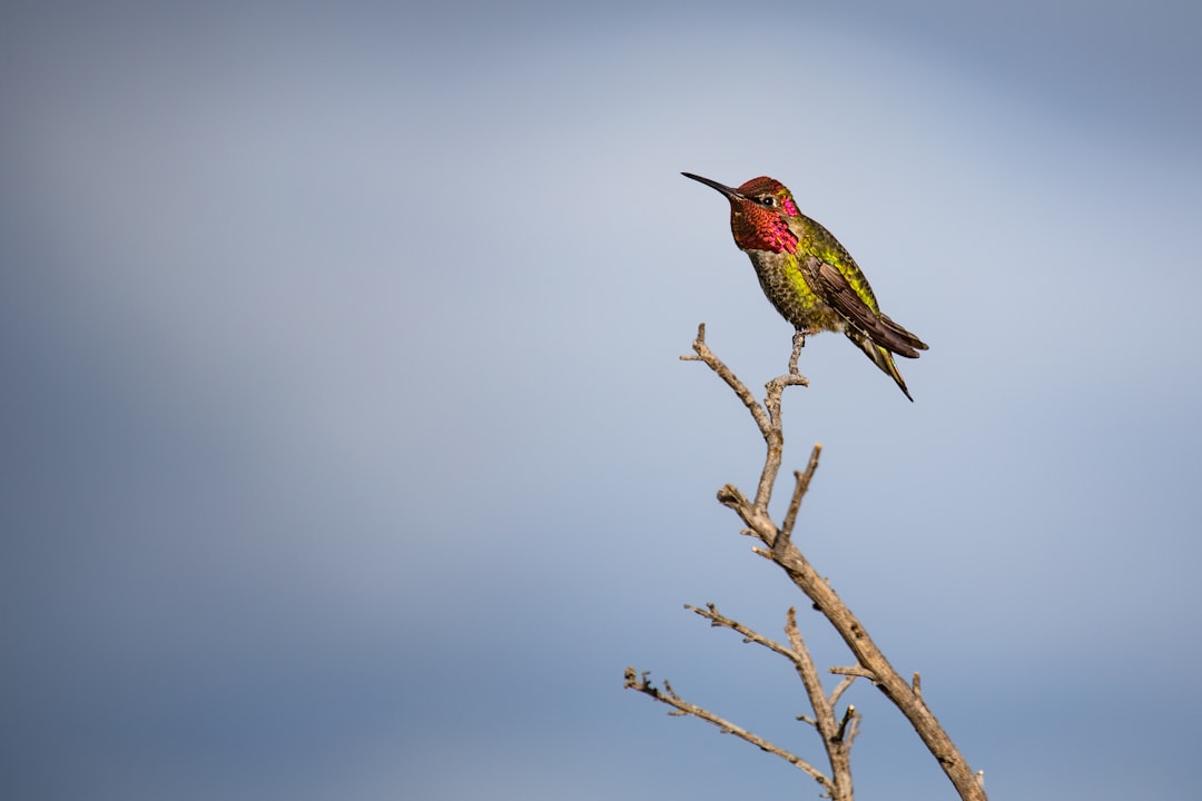 green and red humming bird on driftwood