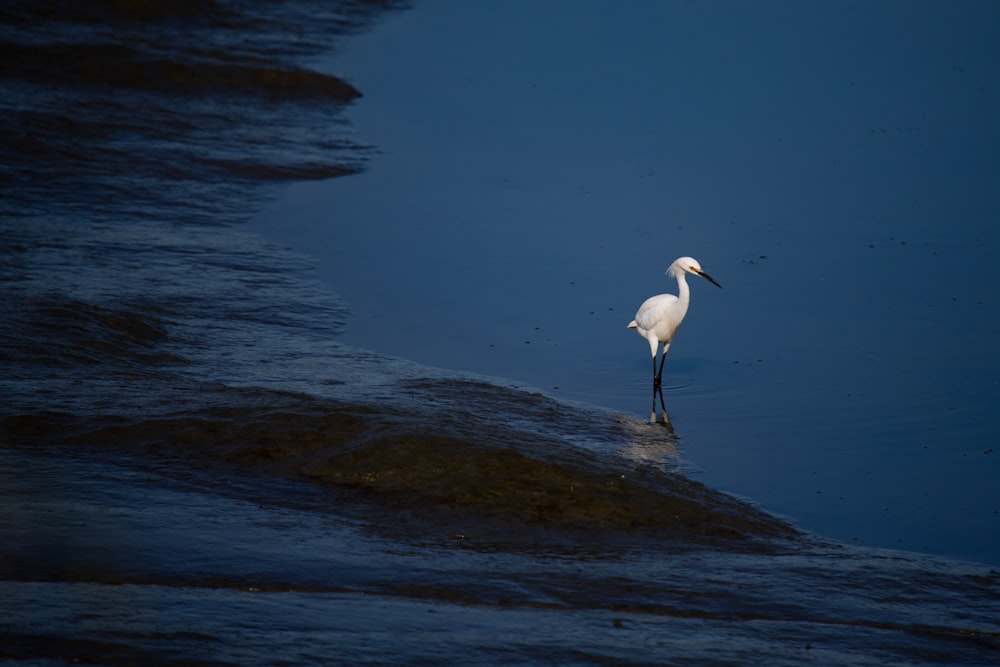 close-up photography of bird