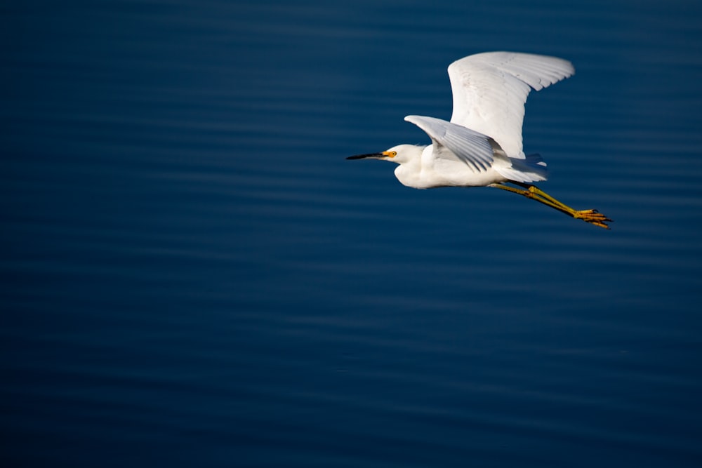 white bird flying over blue body of water