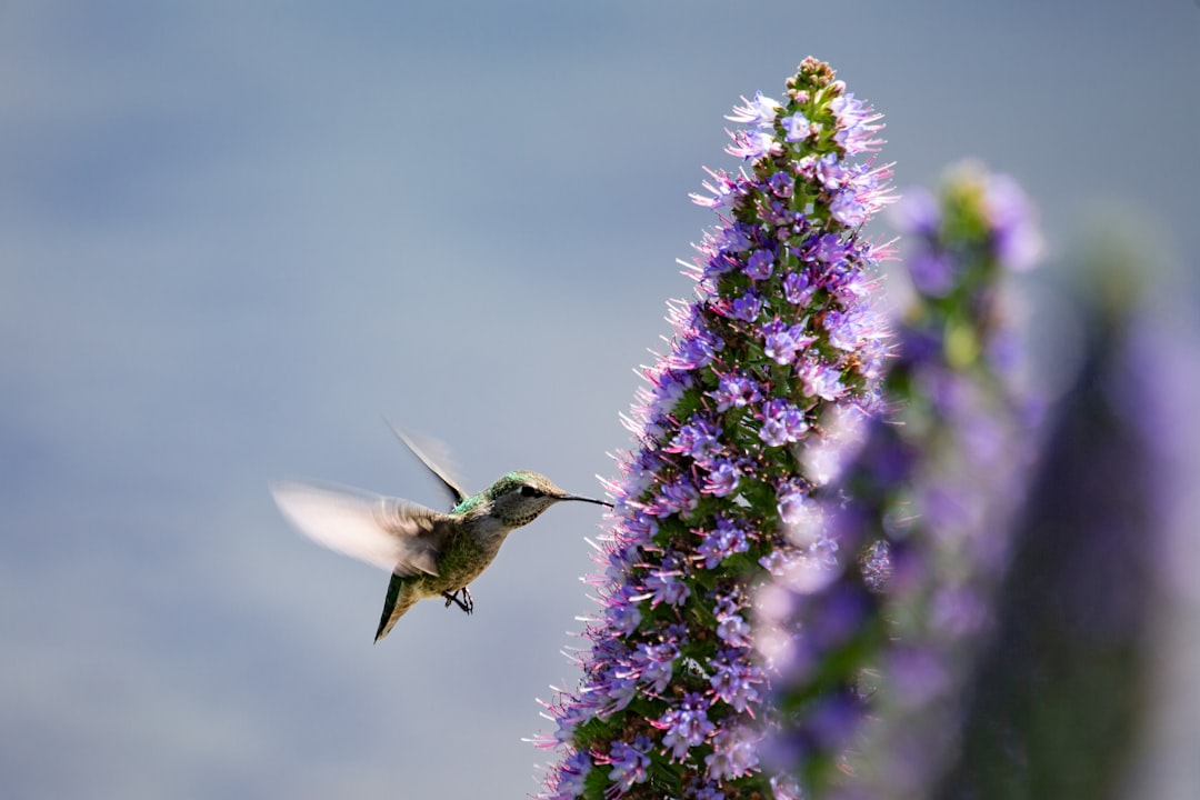 hummingbird perching on blue flower