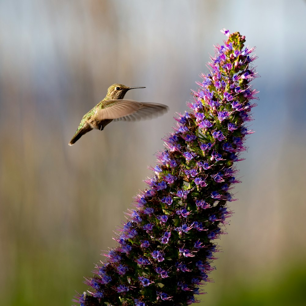 selective focus photography of hummingbird on lavender