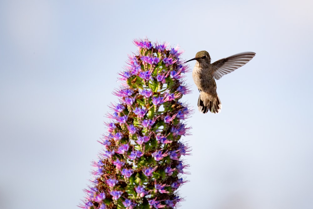 bird near purple petaled flowers