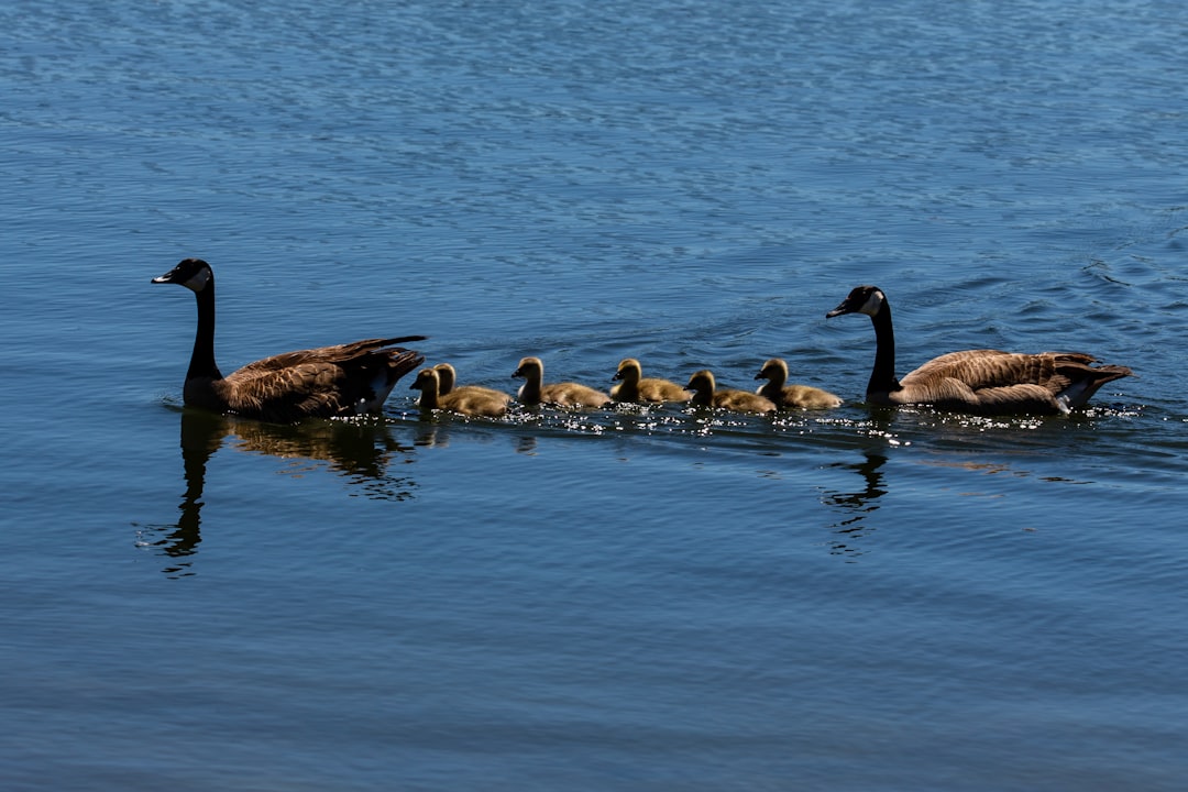 close-up photography of canada goose swimming on water