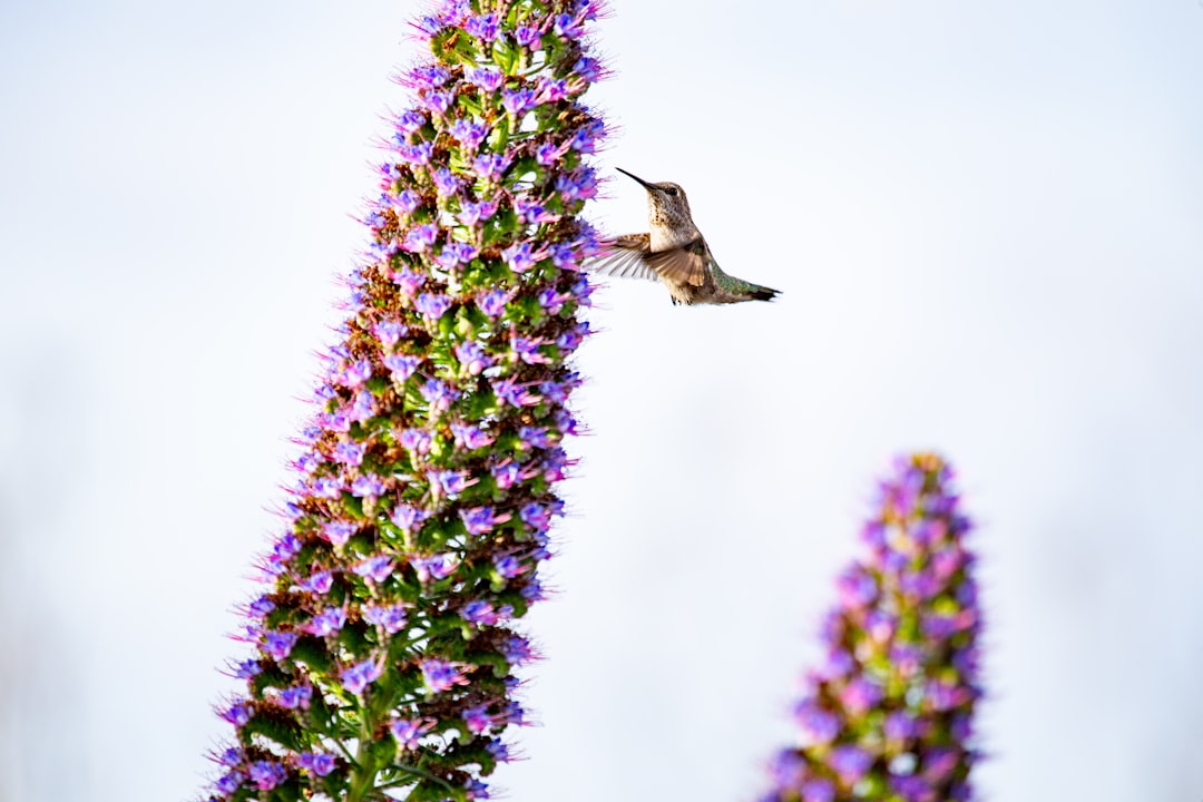 yellow humming bird on purple flower