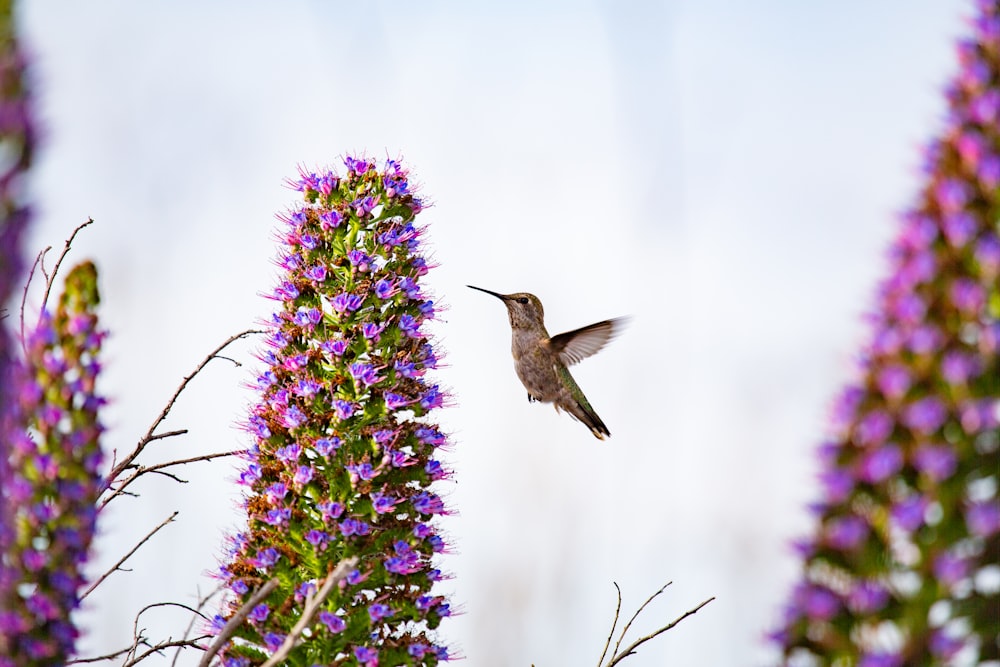 Photographie sélective de la mise au point du colibri