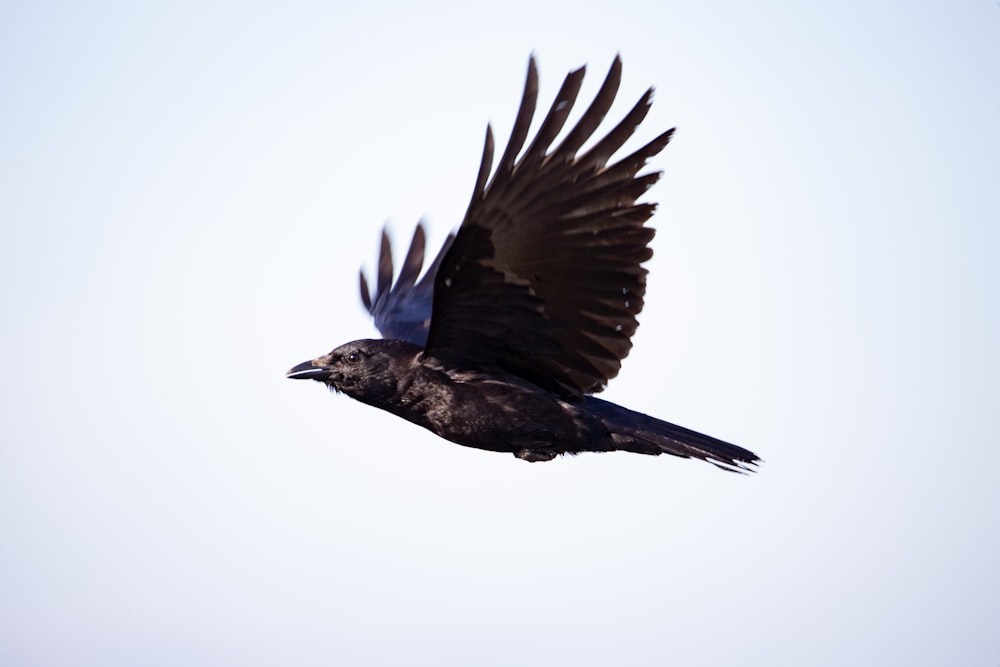 soaring crow