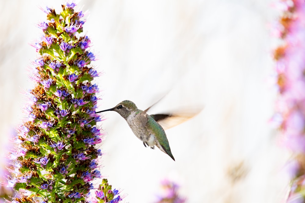 white and green bird