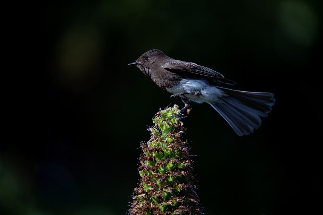 selective-focus photography of bird perching on plant