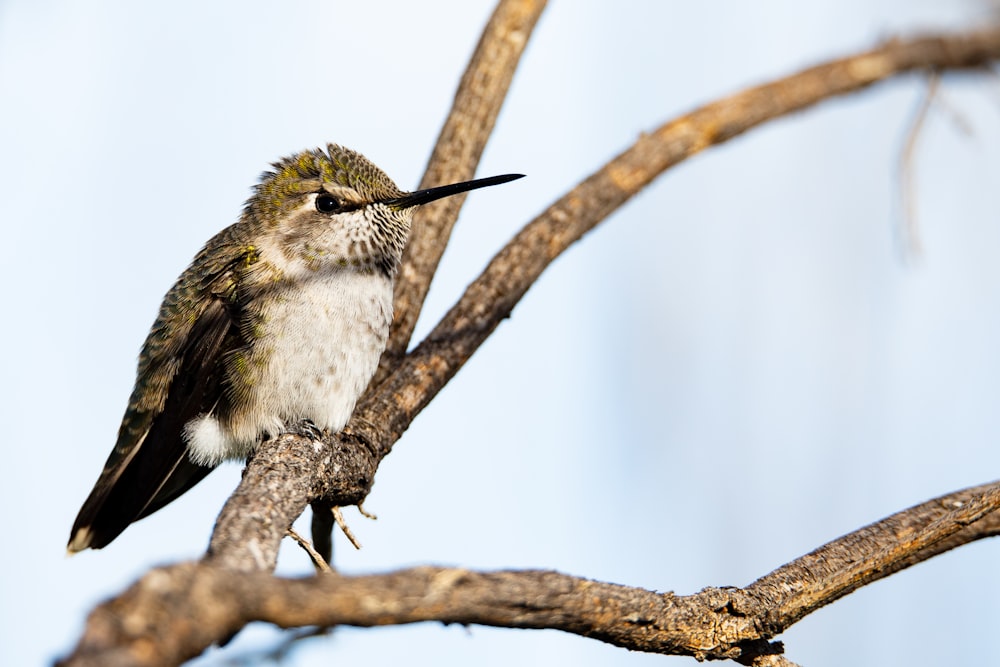 selective-focus photography of bird perching on tree
