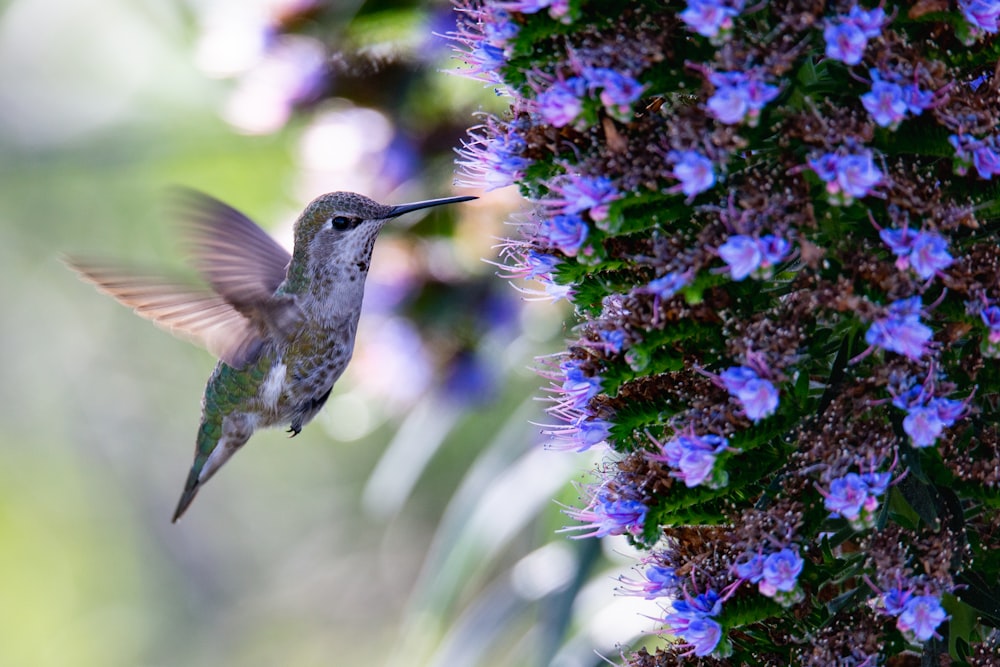 hummingbird over blue flowers