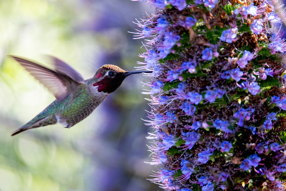 bird near purple petaled flowers