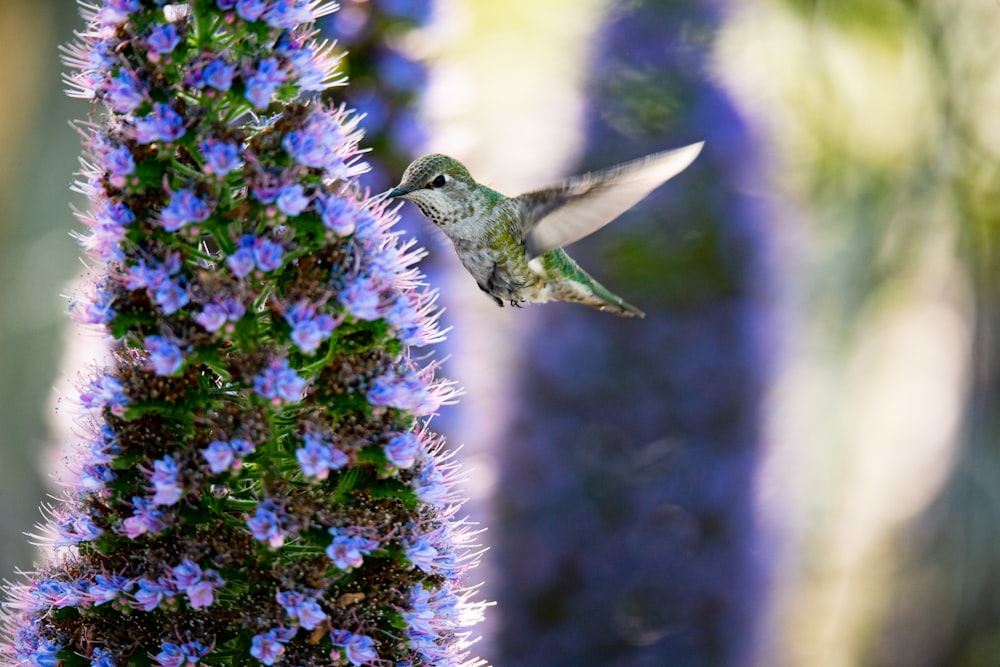 a hummingbird hovering near a purple flower