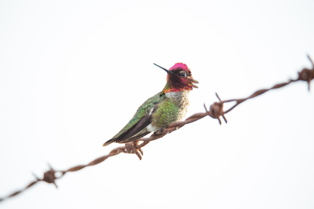 green, purple, an dorange bird on barbed wire