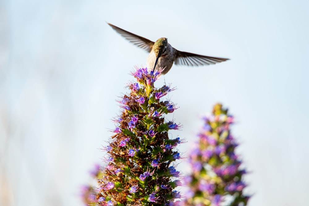 Oiseau planant