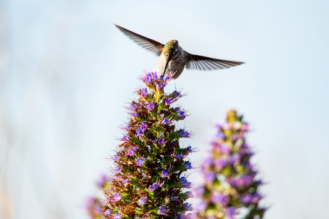 soaring bird