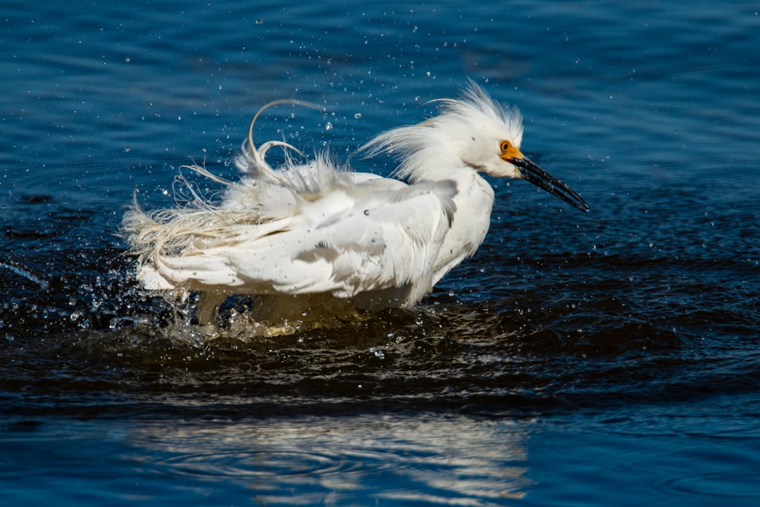 white bird shaking-off water from body