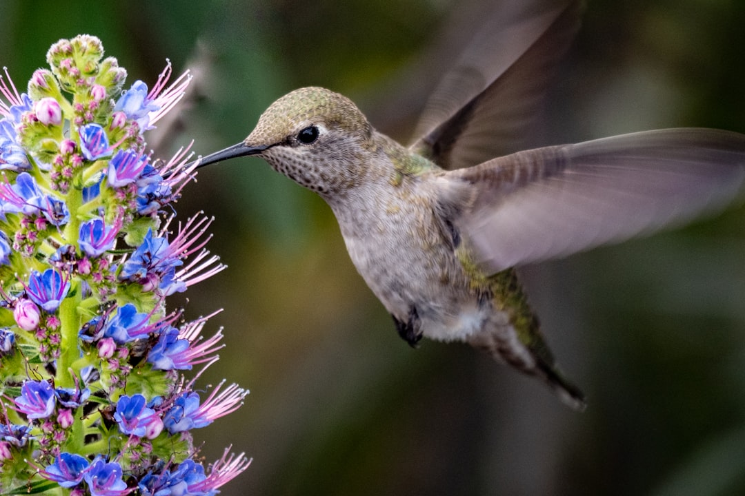 gray hummingbird sniffing on blue flower