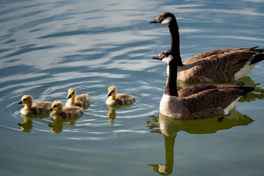 white and brown duck