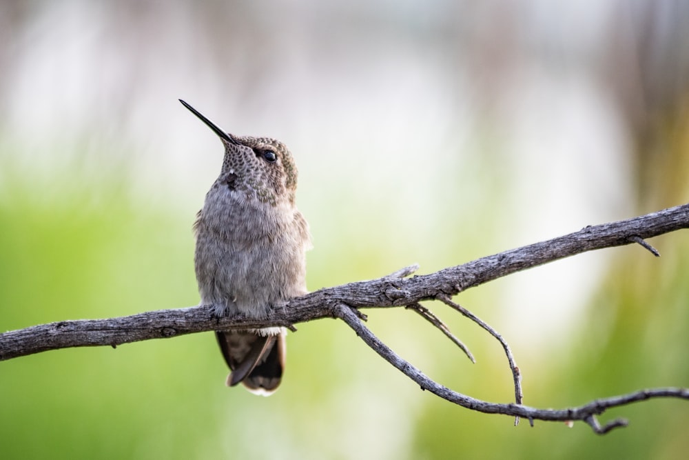 brown hummingbird perching on a branch