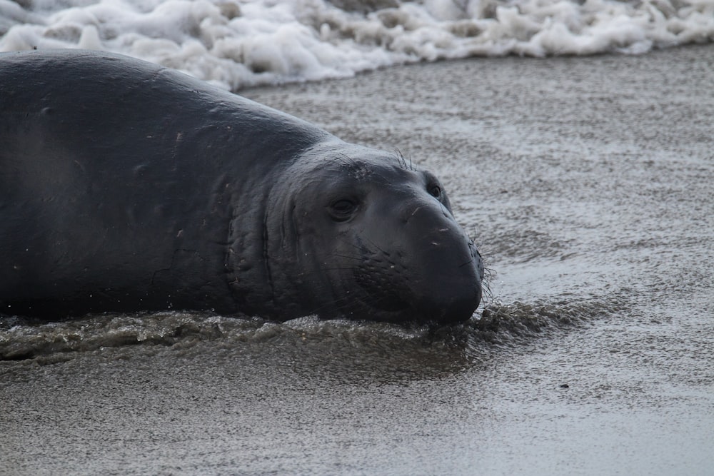 seal on shoreline