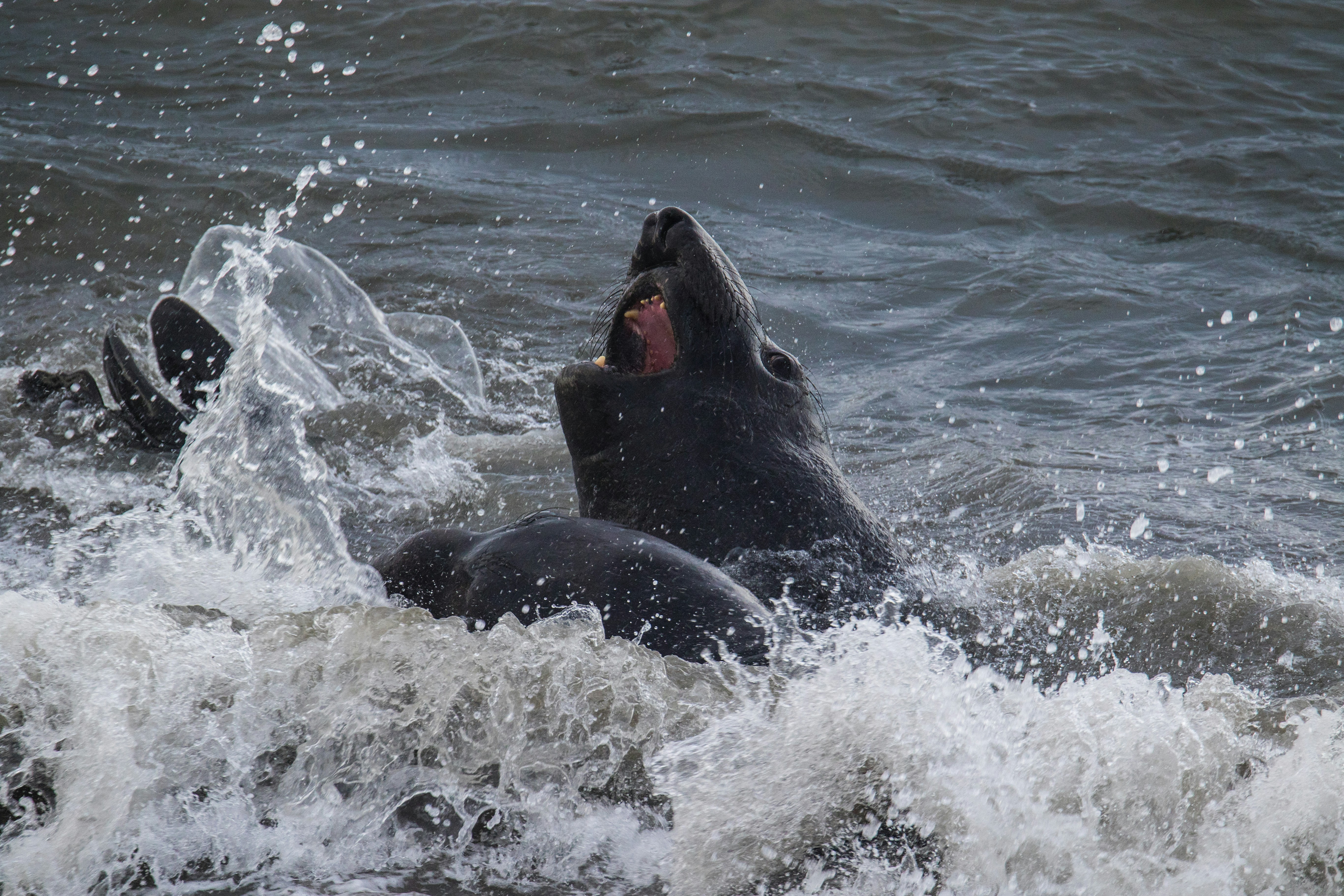 Young male elephant seals sparring in the waves
