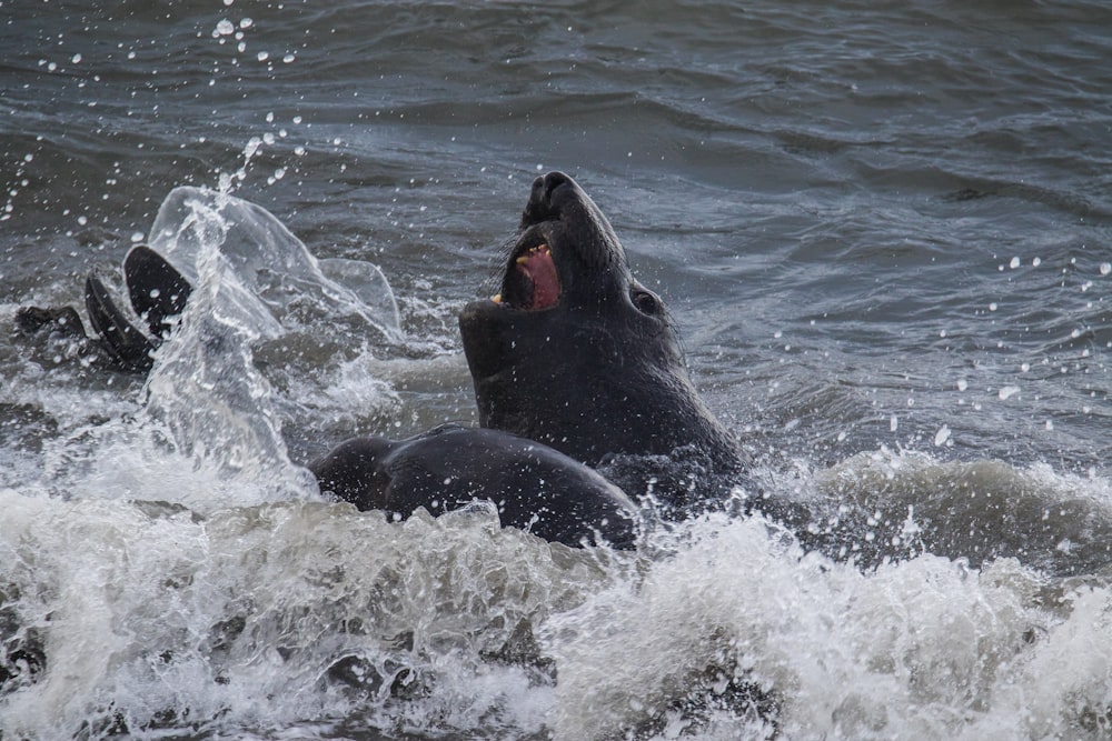 black seal on water