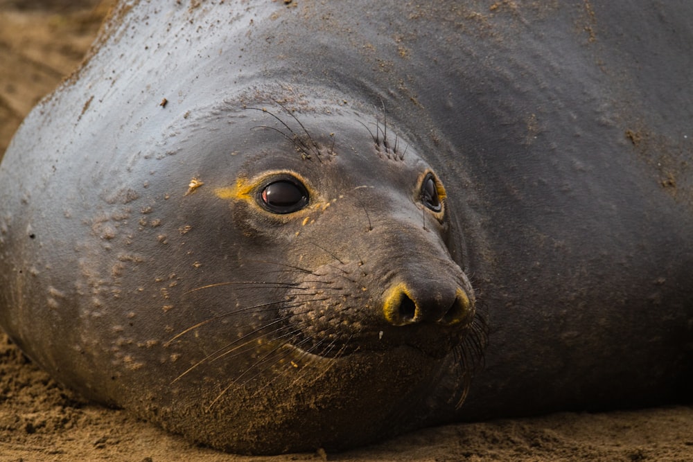 seal lying on ground