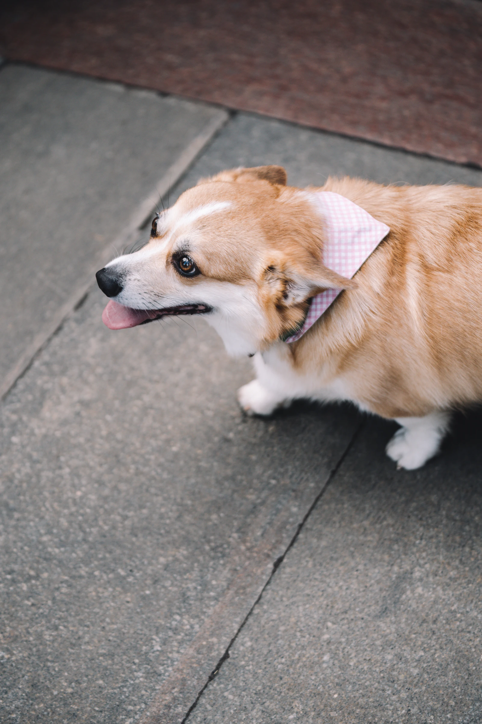 Adult tan-and-white Pembroke Welsh Corgi portrait, photo by Ilyuza Mingazova on Unsplash