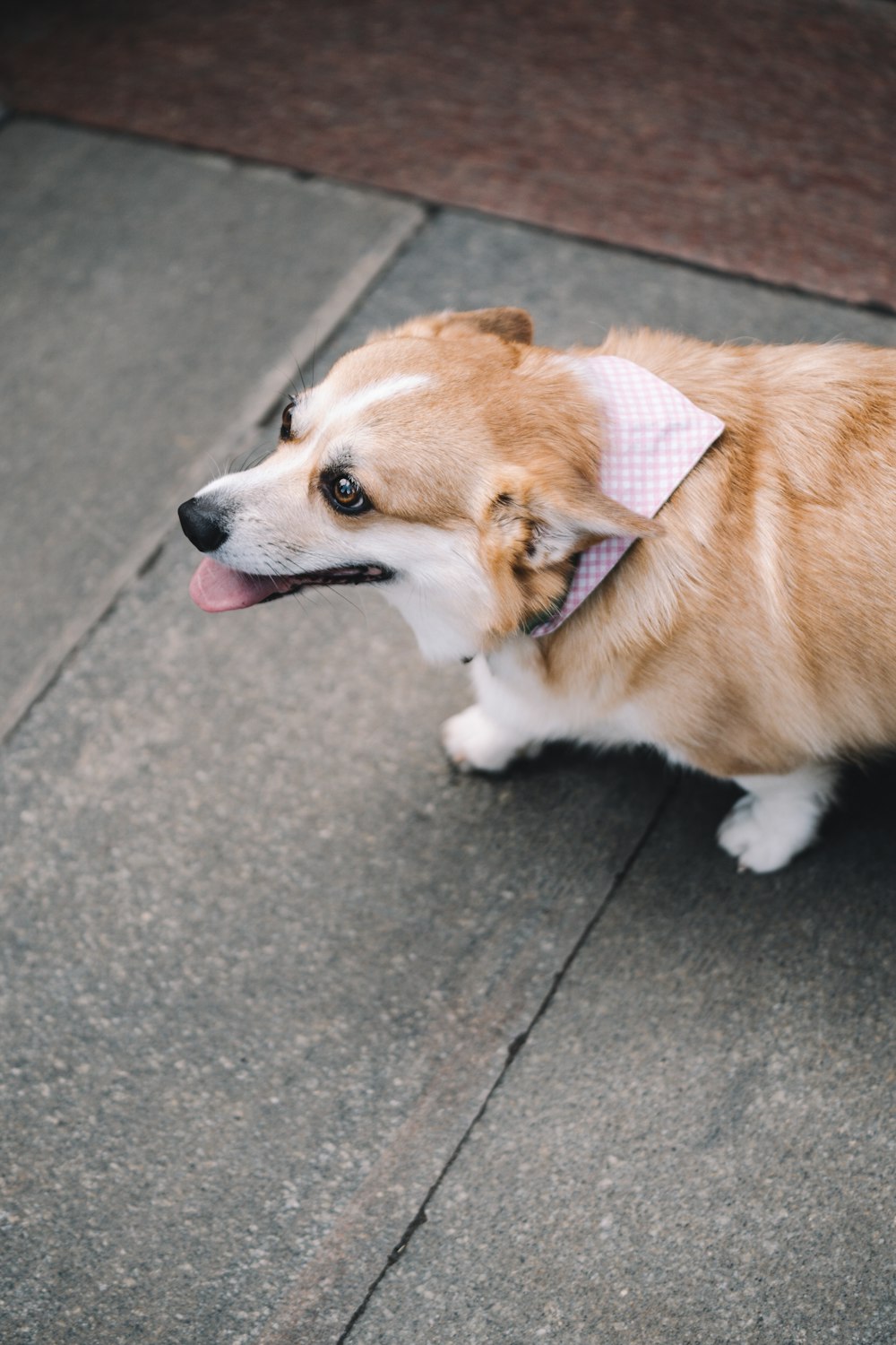 adult Pembroke Welsh Corgi