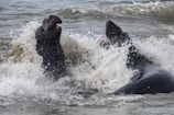 Two large marine animals with dark, leathery skin are playfully interacting in the ocean surf. Waves crash around them, creating splashes of white foam.
