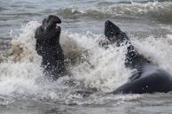 Two large marine animals with dark, leathery skin are playfully interacting in the ocean surf. Waves crash around them, creating splashes of white foam.
