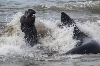 Two large marine animals with dark, leathery skin are playfully interacting in the ocean surf. Waves crash around them, creating splashes of white foam.