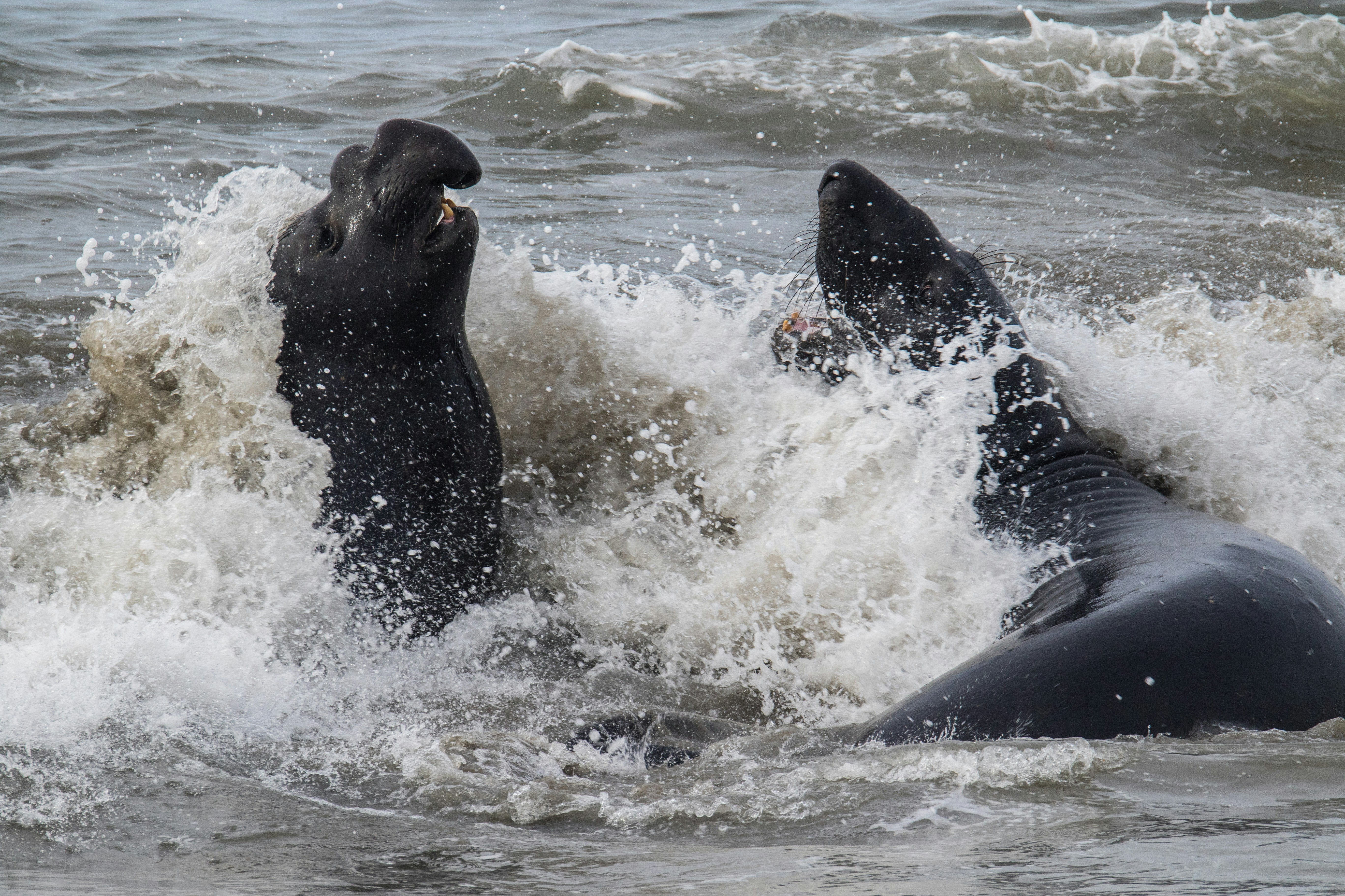 two sea lions on water