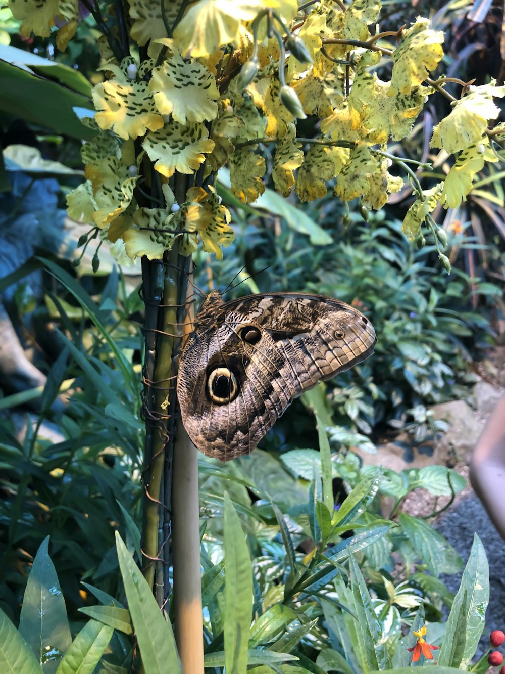 brown butterfly