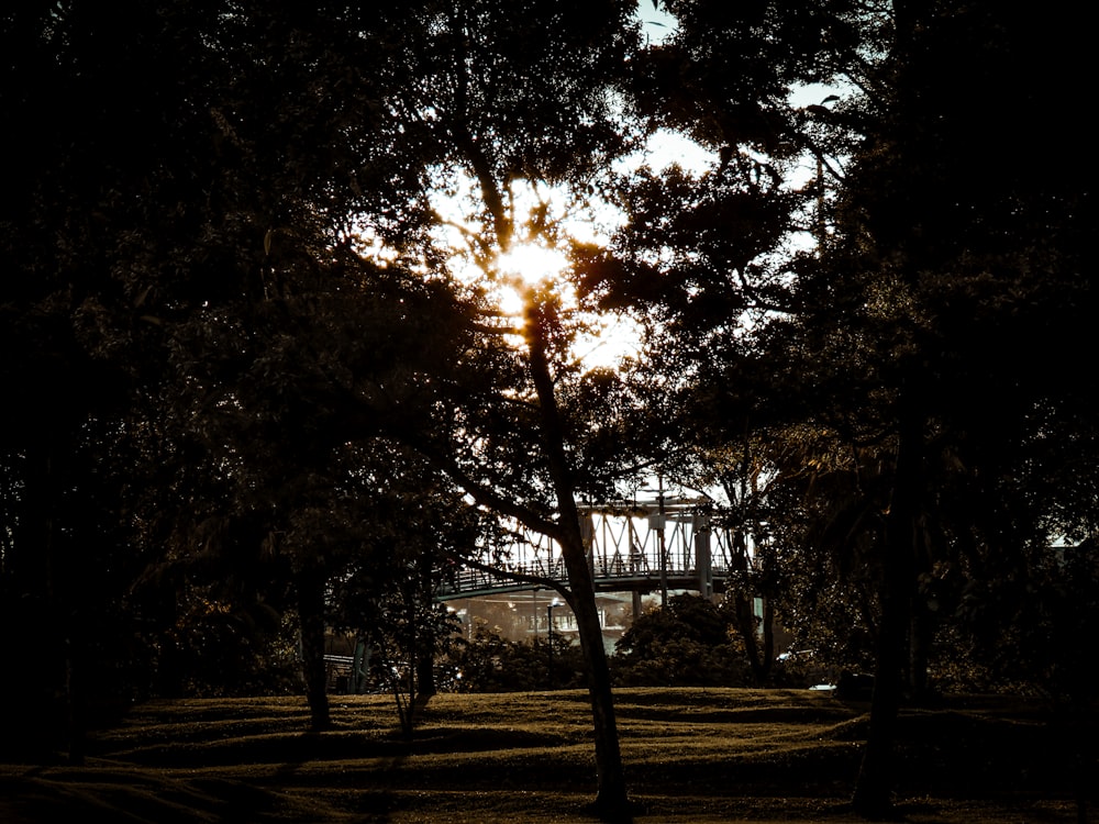 sun rays coming through tall trees during daytime