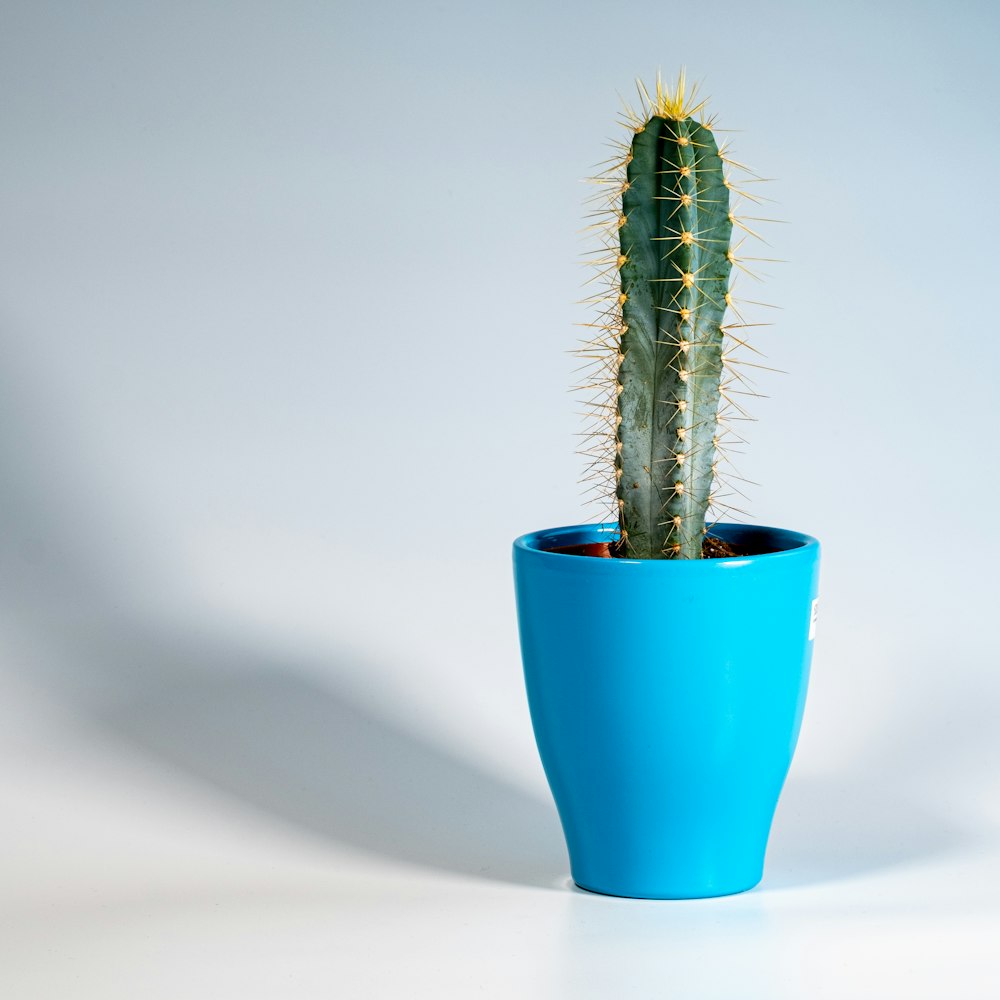 green cactus plant