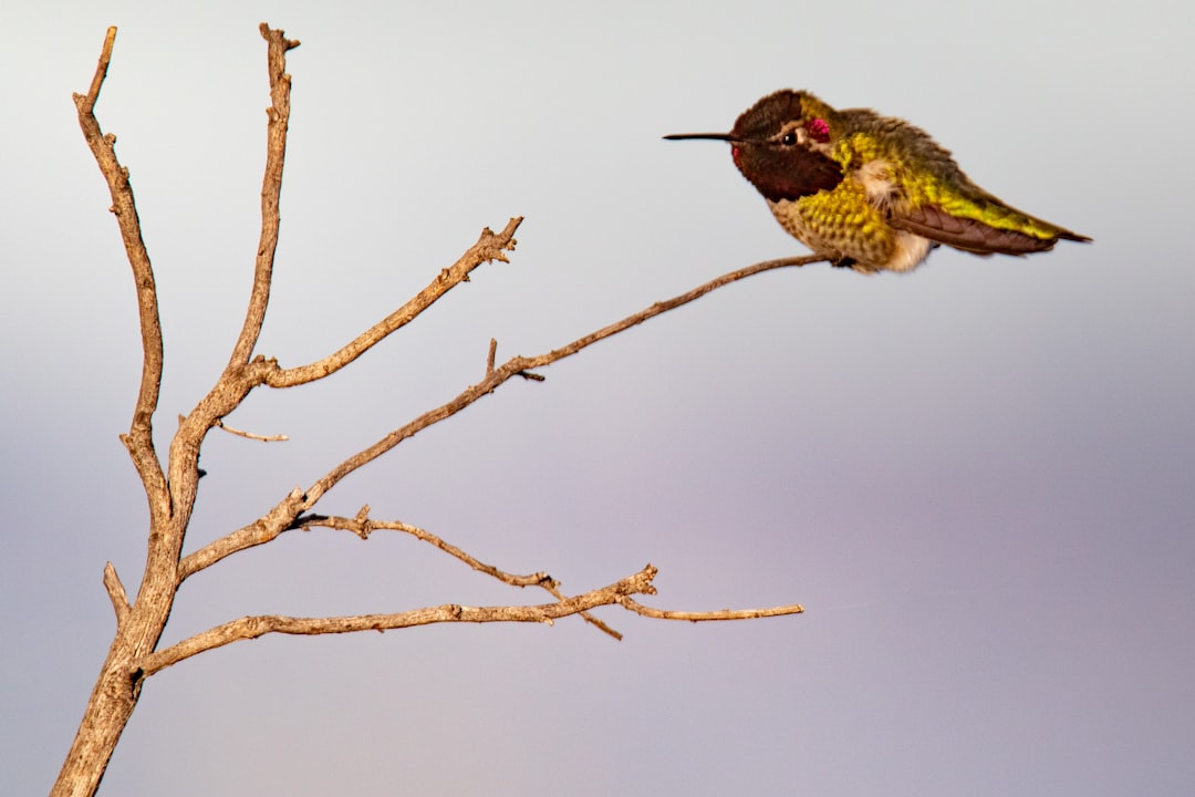 bird on tree