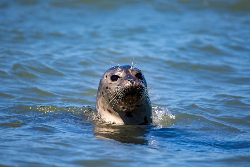 a seal is swimming in the water