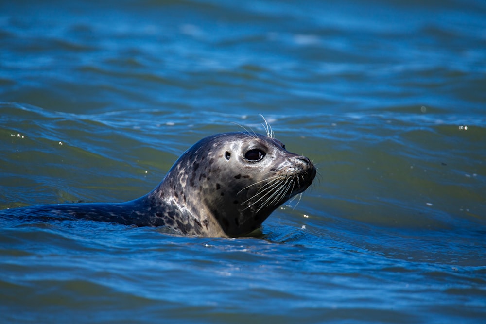 black seal