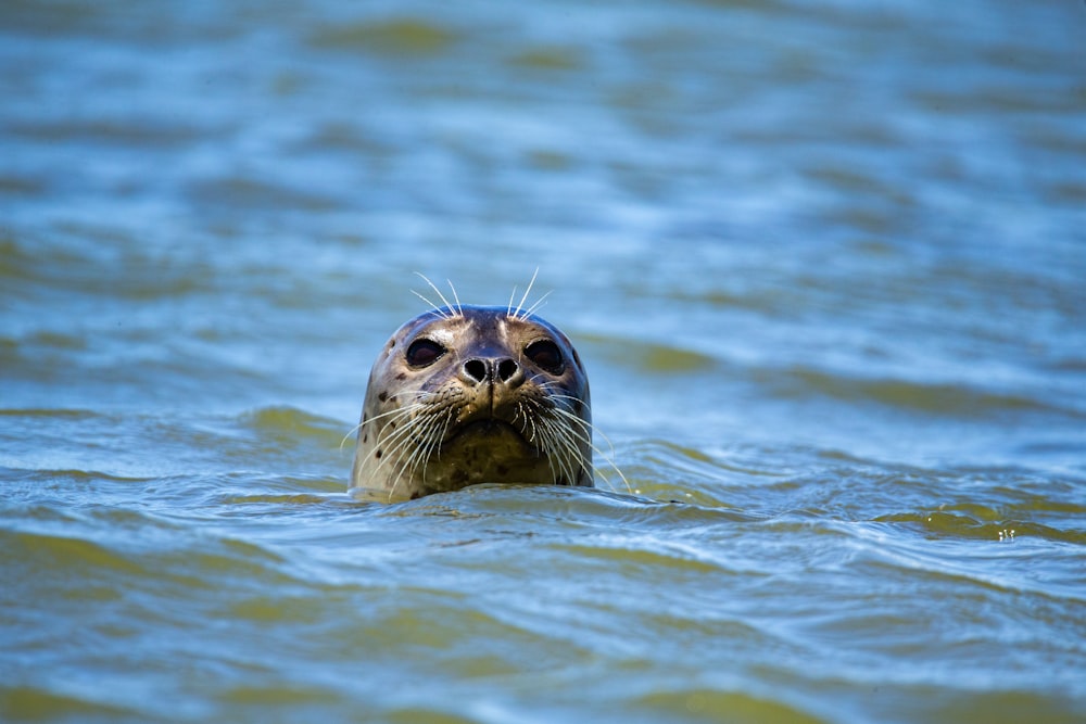 seal in water