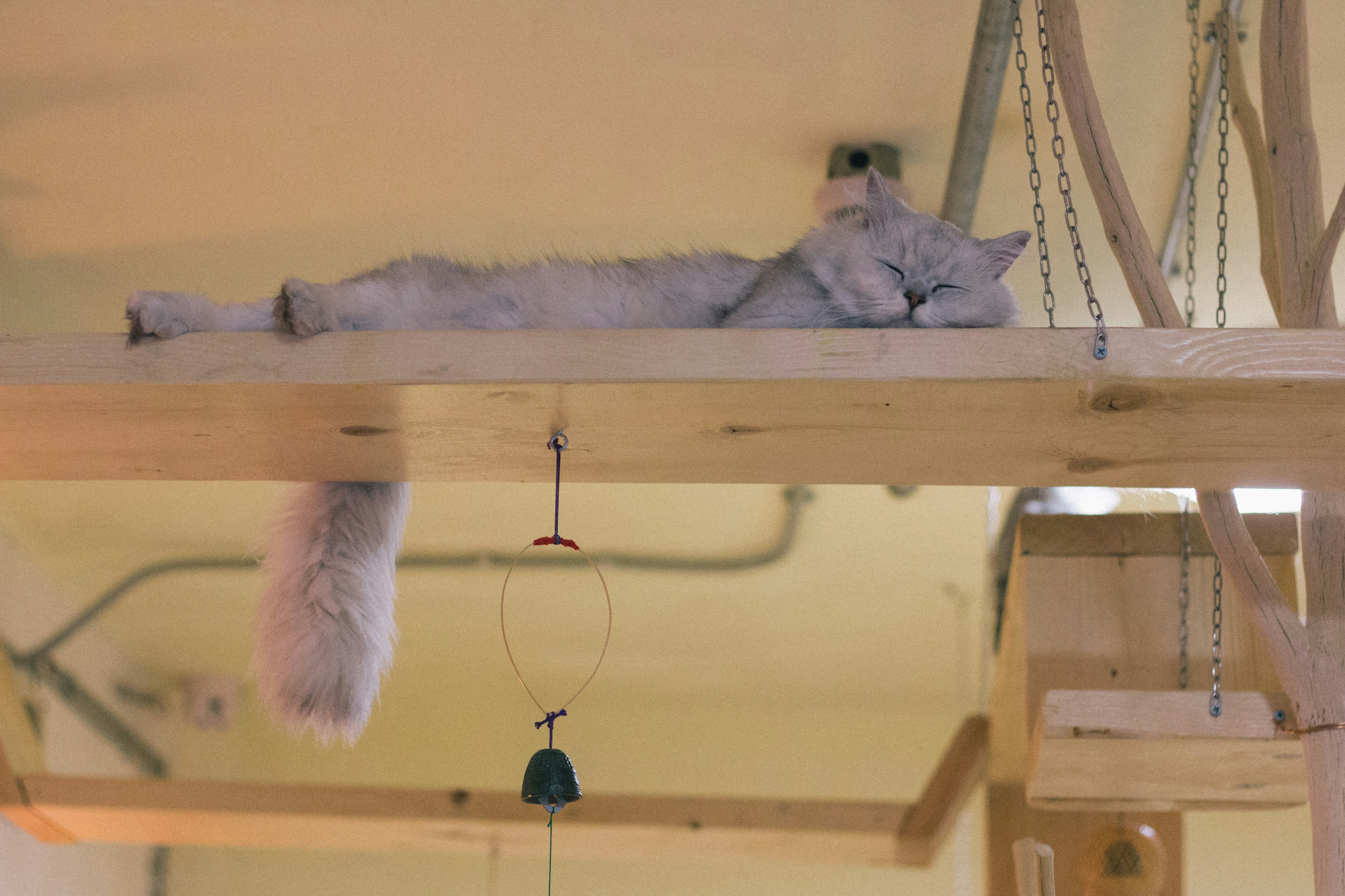 Playful Paws Cat Café