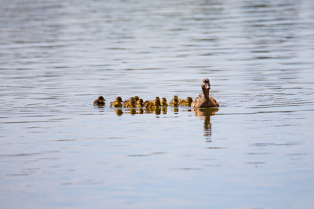 flock of ducks