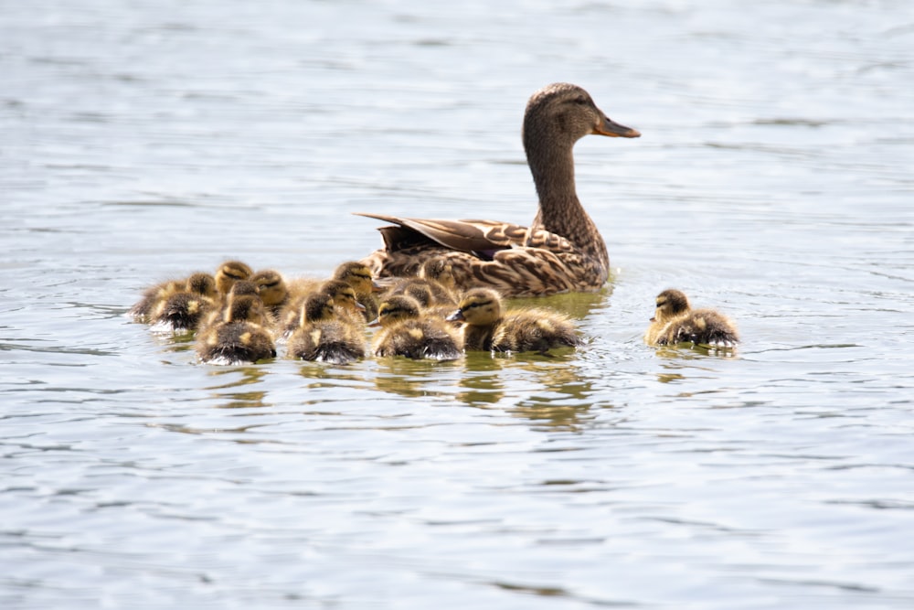 brown duck and ducklings on body of water